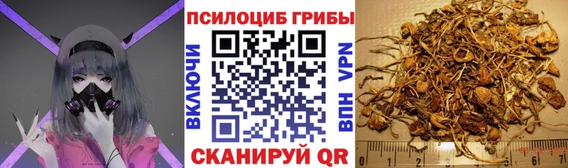 Псилоцибиновые грибы Psilocybine cubensis  купить   Новотитаровская 